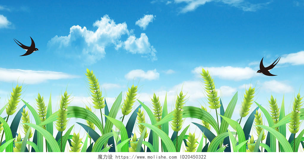 芒种小清新蓝天白云燕子绿色小麦小满展板背景24节气小满背景
